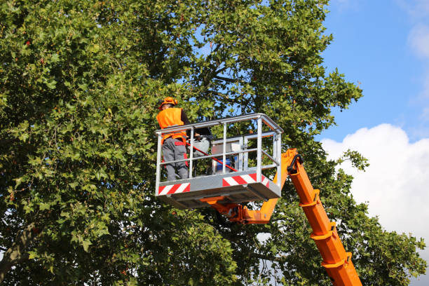 Holbrook, NY Tree Services Company