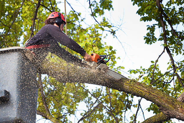 Trusted Holbrook, NY Tree Services Experts